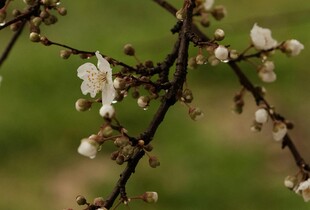 В Україну йдуть дощі: прогноз погоди на 6 квітня 2026 року