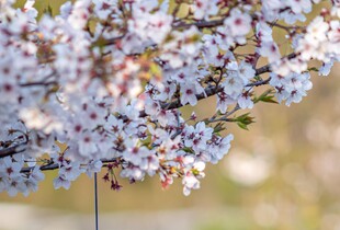 Вітер послабшає, можливі дощі з мокрим снігом: прогноз погоди на 29 квітня
