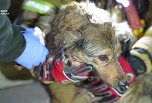 У Києві з-під завалів врятували песика, його господарка загинула